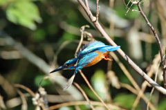 翡翠コマ送り-2