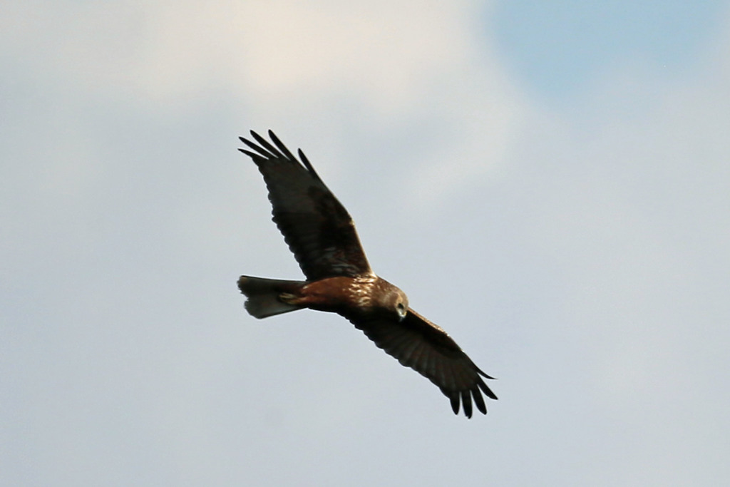 青空にチュウヒ