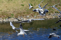 こっちに来るに