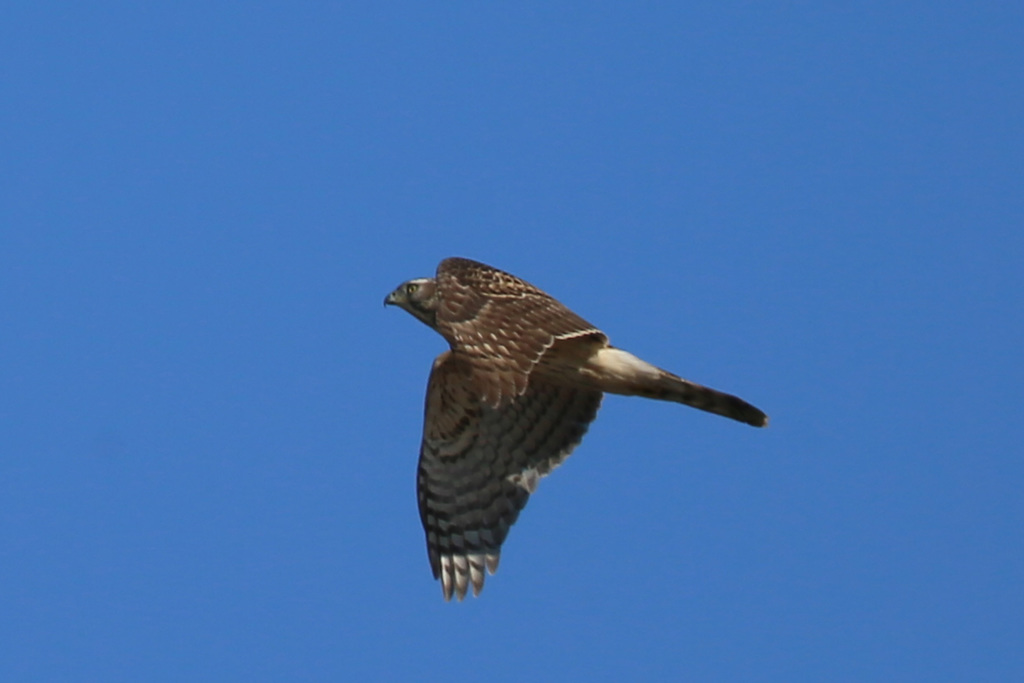 オオタカ幼鳥-3