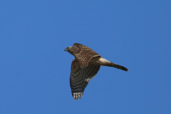 オオタカ幼鳥-3