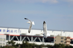 早く来ないと置いてくに