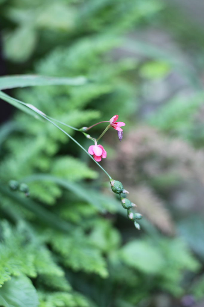 もうすぐ咲きます