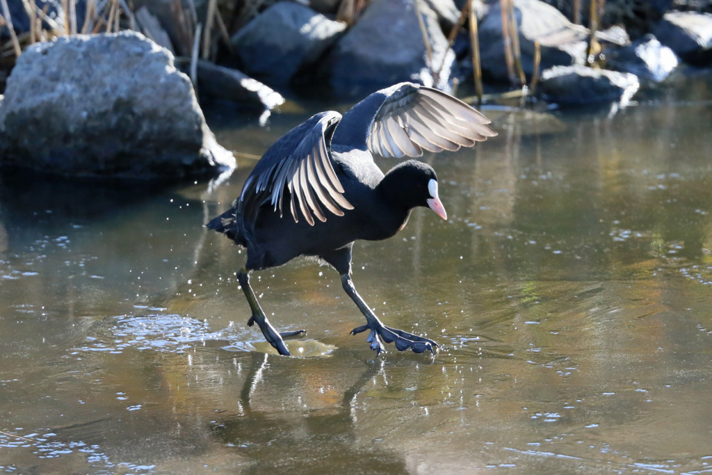 オオバン滑るその3
