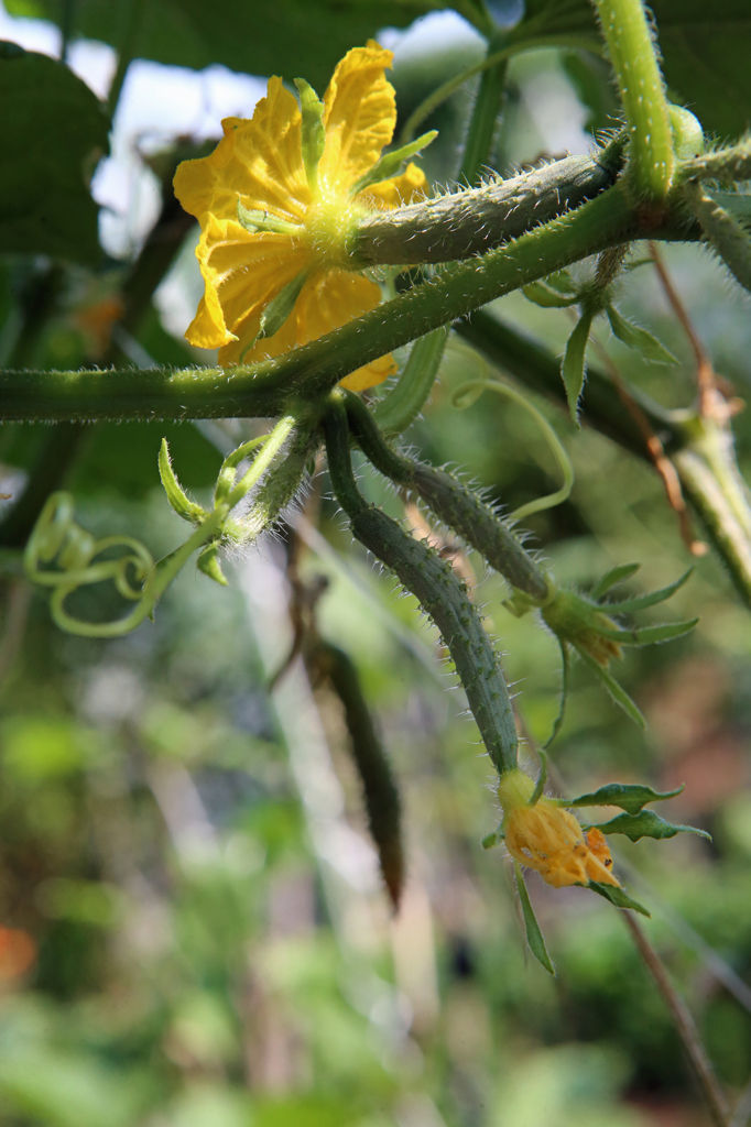 まだまだ食べれます