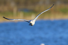 定番ポーズで-1