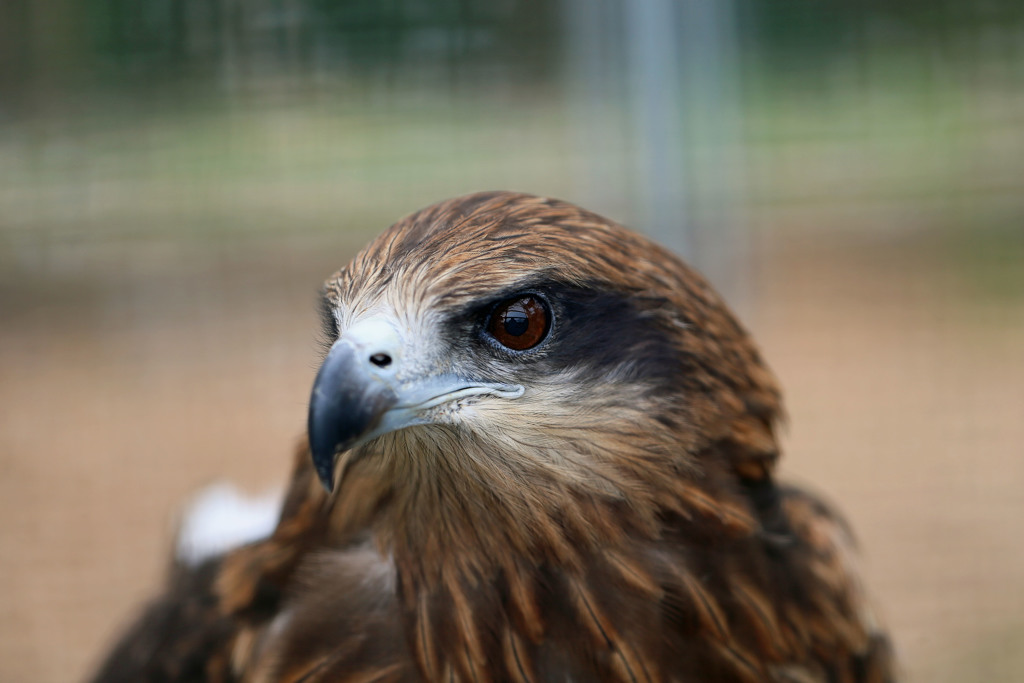 トビさんポートレート