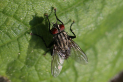 茶色のレイバン