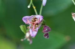 きょうも鳴きますほ～ほけきょ