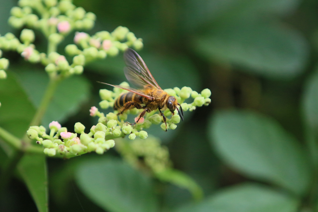 花粉でいっぱい