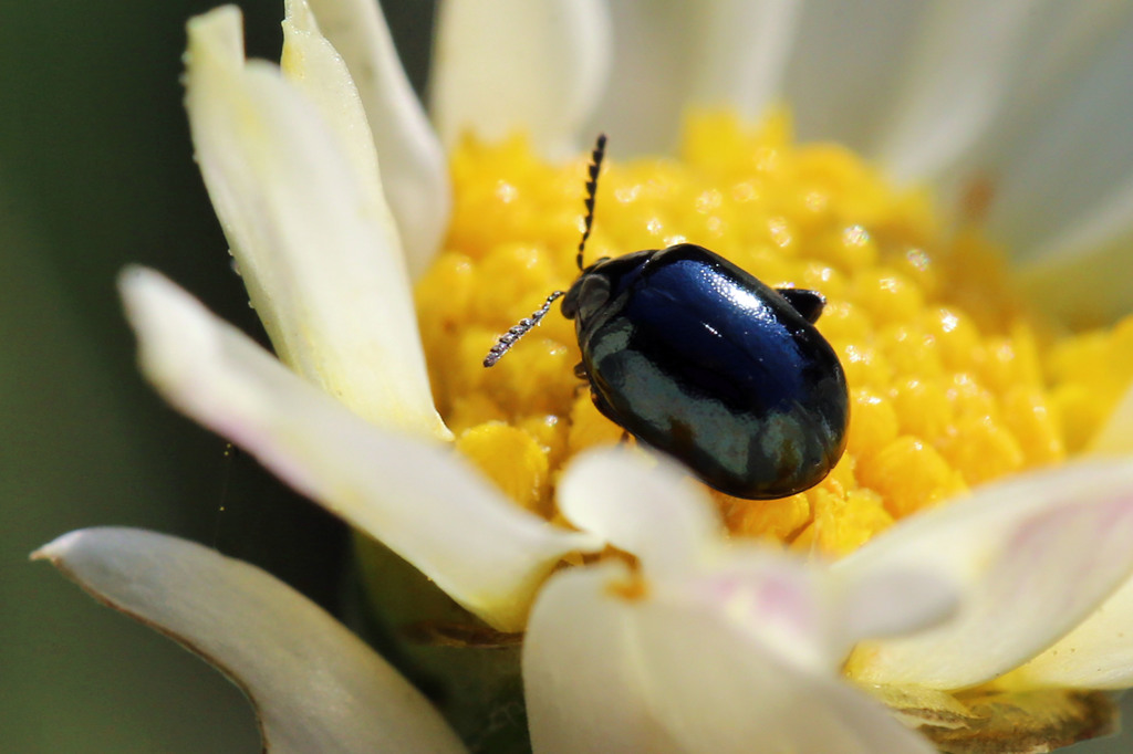 菊の花弁映ってる