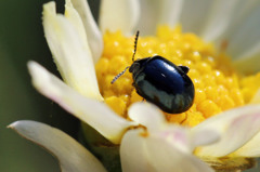 菊の花弁映ってる
