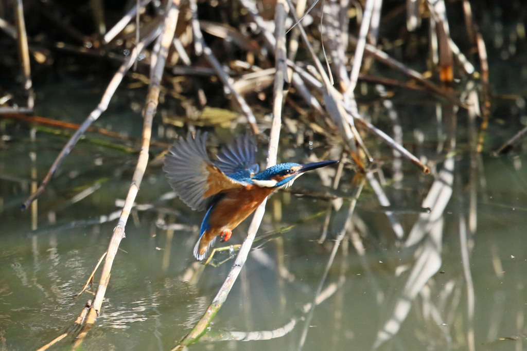 カワセミ上昇その1