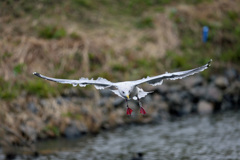 セグロカモメセーフ