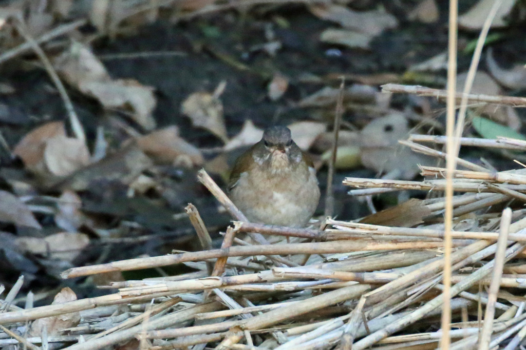 シロハラ正面から