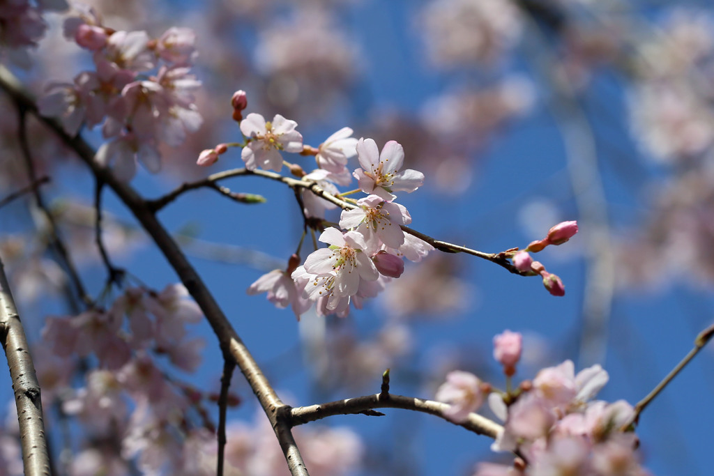 枝垂桜