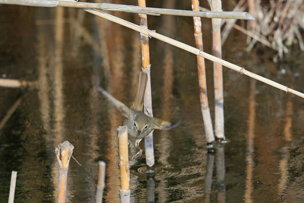 ウグイス飛び出し