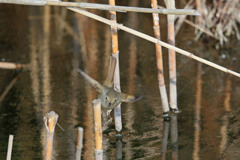 ウグイス飛び出し