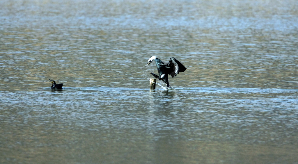 僕がとまるけん-4