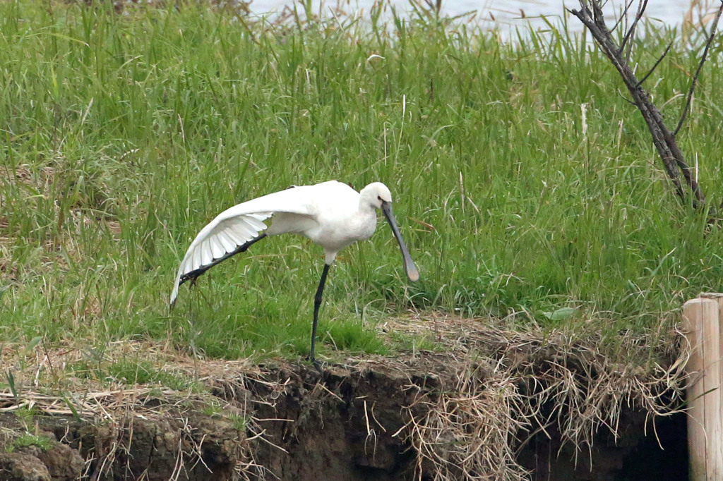 ヘラサギの湖踊ってます