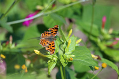 ツマグロ君定番写真