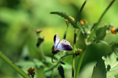 スポットライト