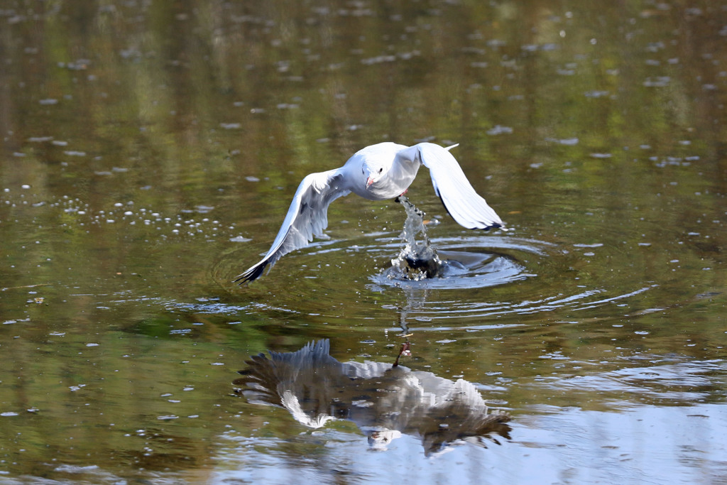 ユリカモメ飛び出し