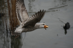 パン取ったぞー