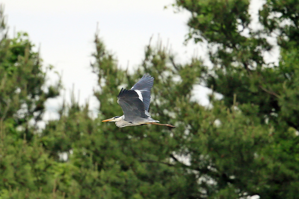 アオサギの飛び方-1