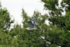 アオサギの飛び方-1