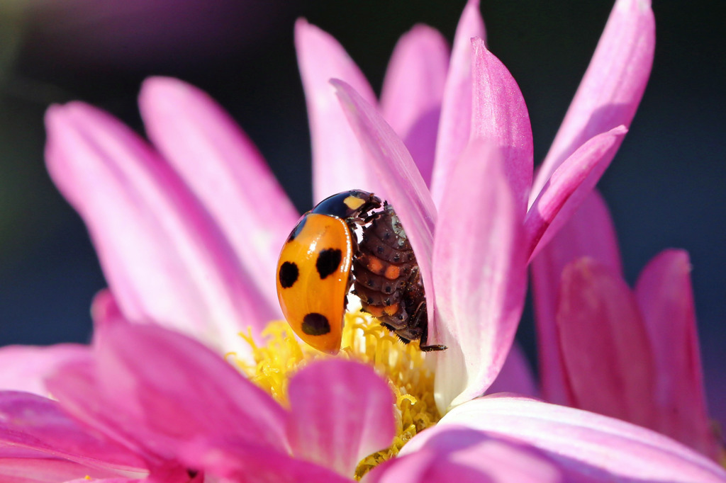 ありゃ幼虫にのっかてるに