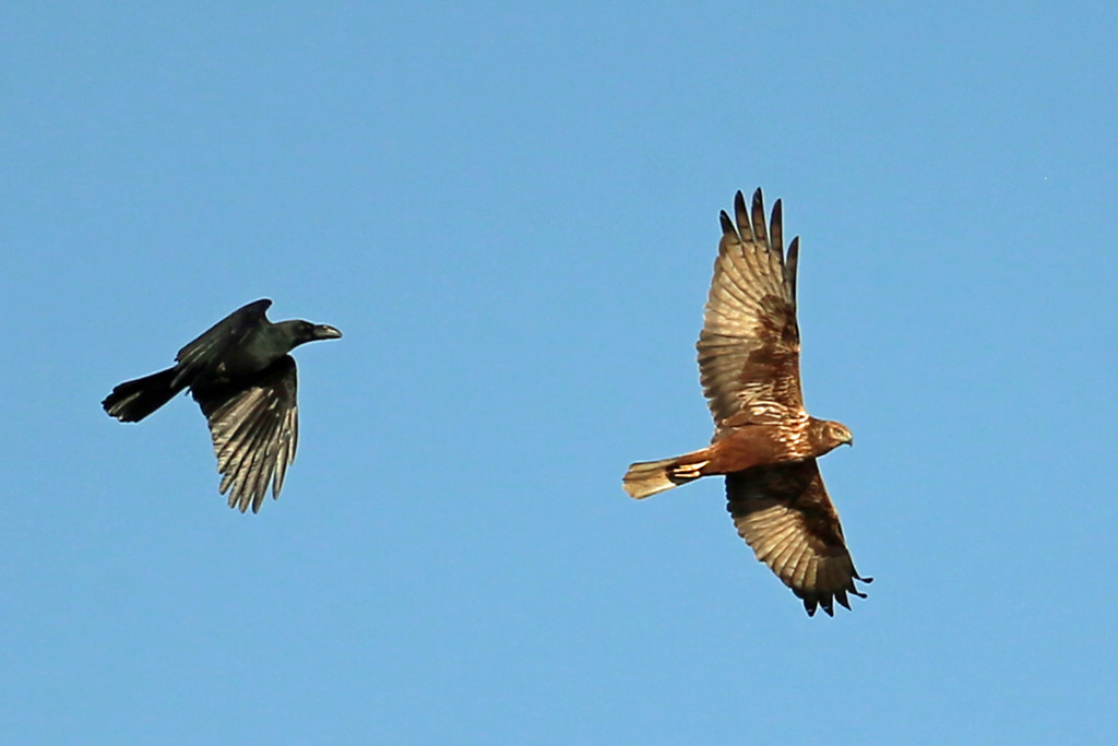 カラスVSチュウヒその1