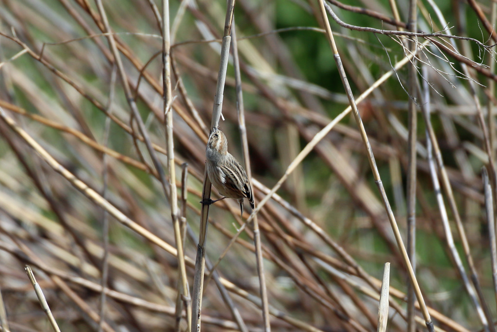 オオジュリンその3