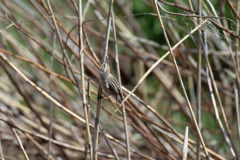 オオジュリンその3