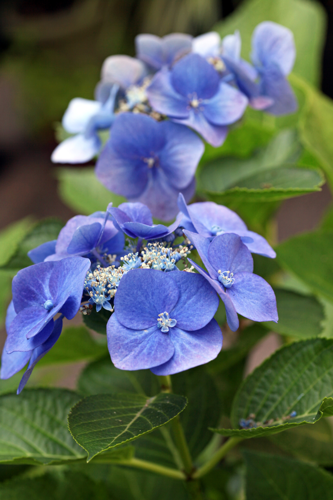 もう少し咲いててね