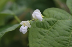 花の名前は何でしょう