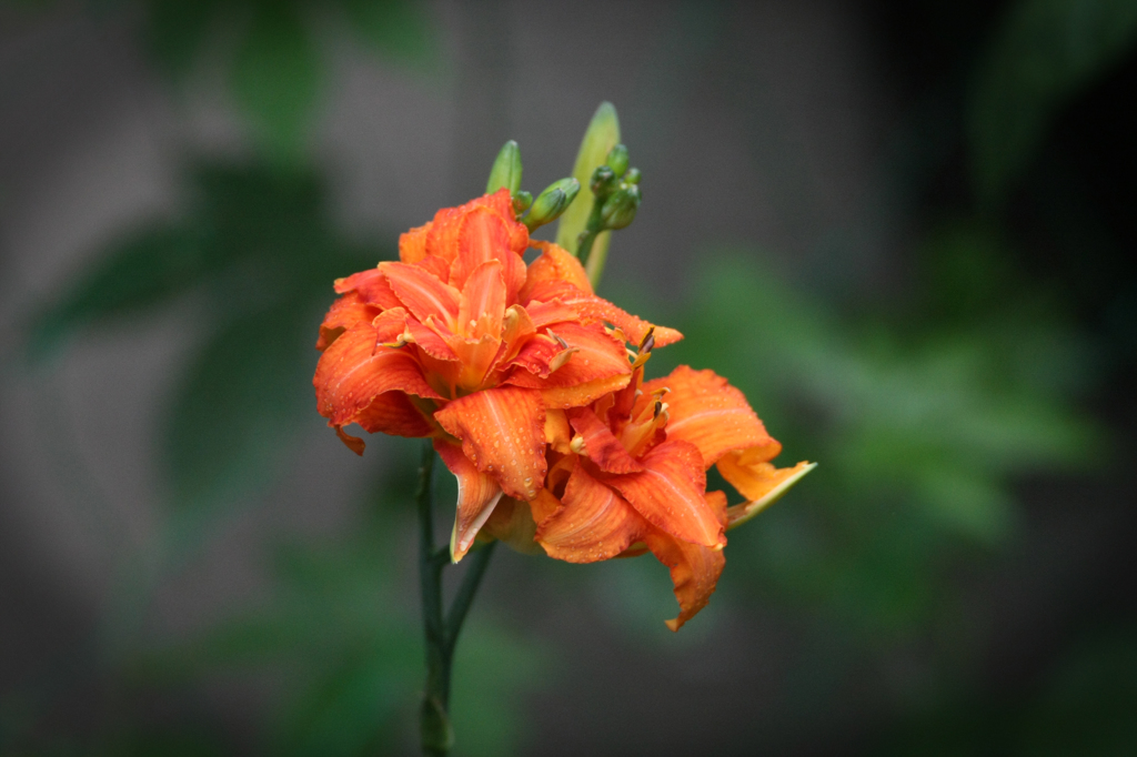 隣りの庭に咲いてました