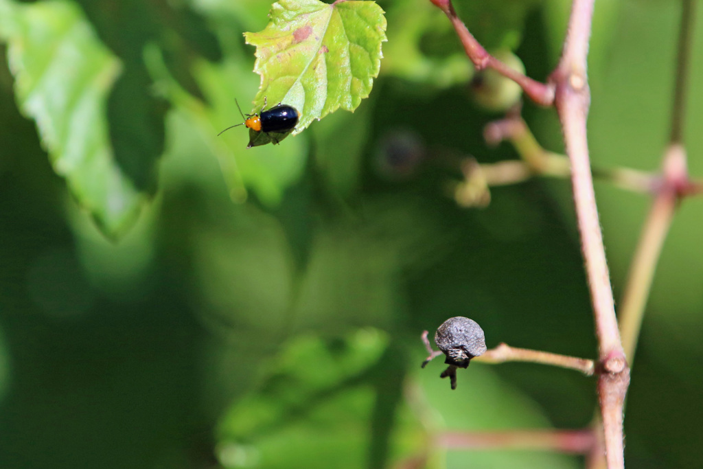 ウリハムシ、と…ムシ