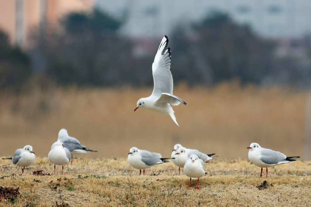 ユリカモメ翼のブレーキ
