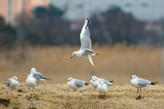 ユリカモメ翼のブレーキ