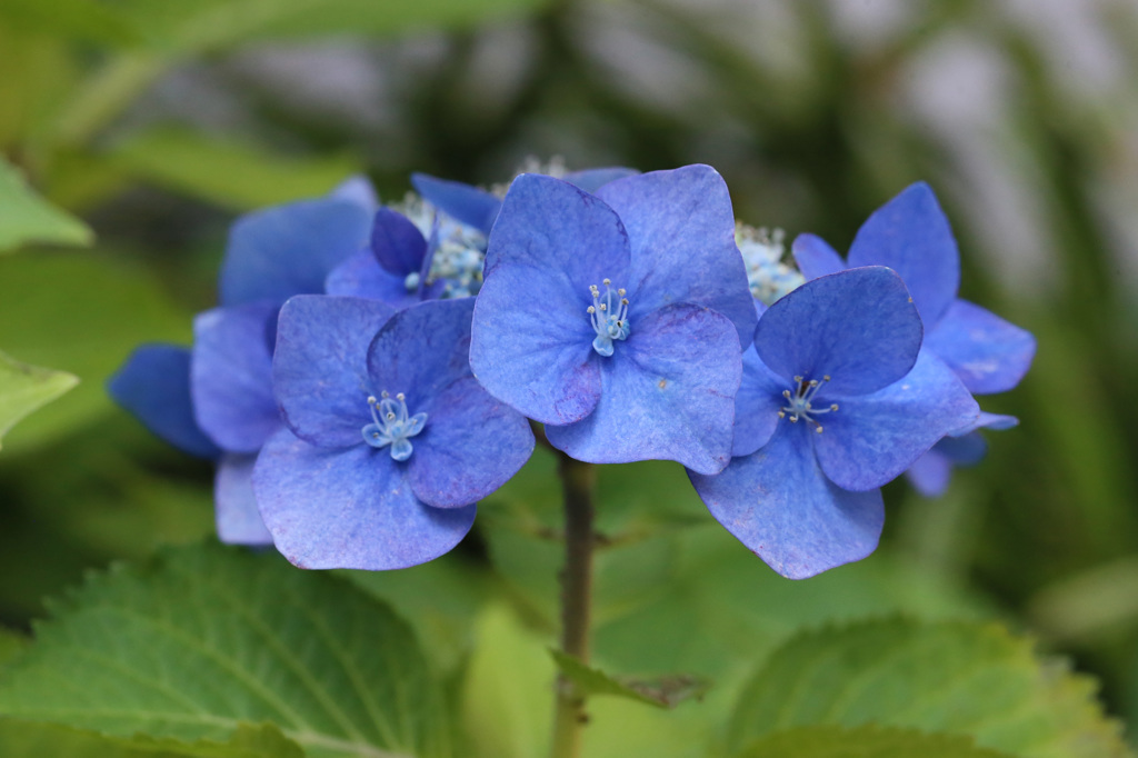 まだまだ咲きます