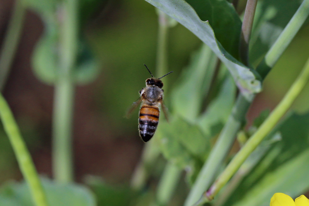 ミツバチ飛行中