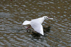 水面飛び出しその2