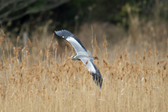 葦原突っ込むアオサギさん