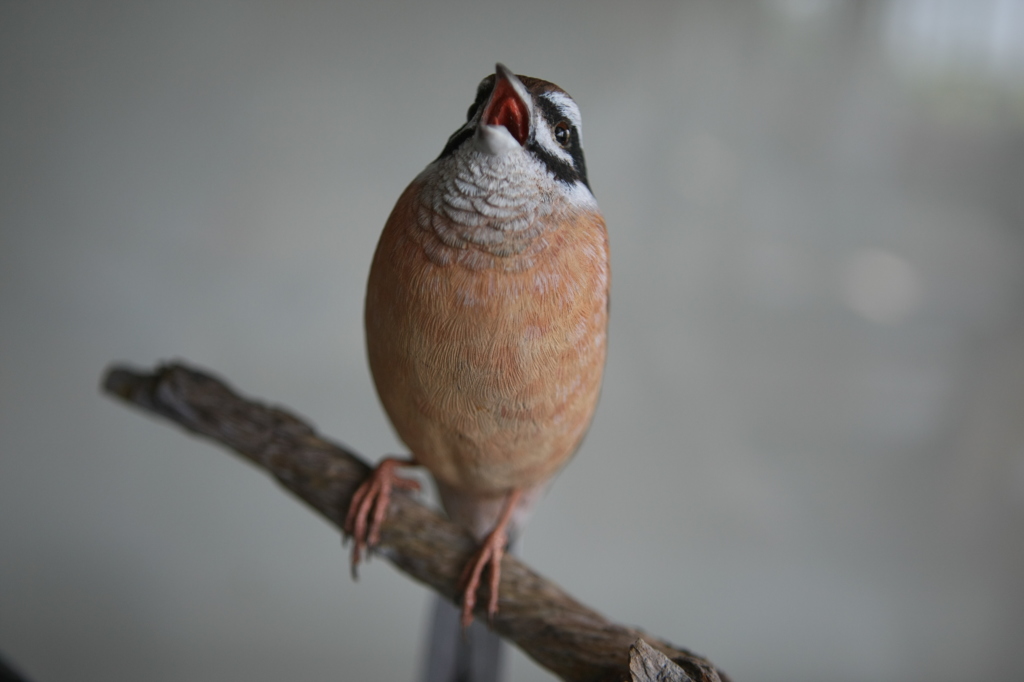 本物そっくりー2