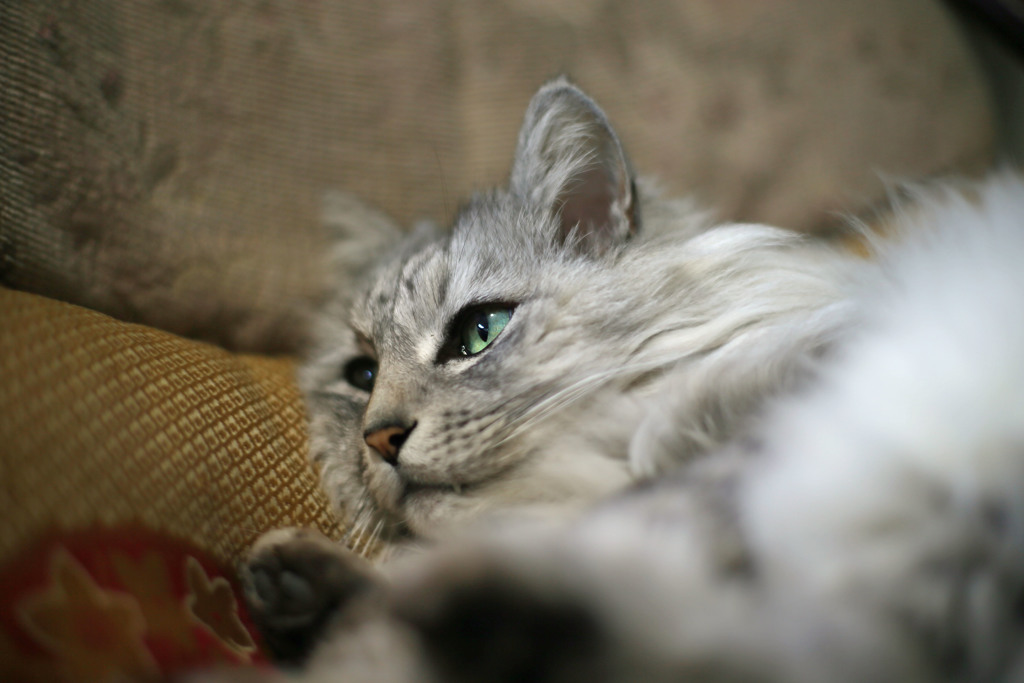 たまにはMFレンズでその1