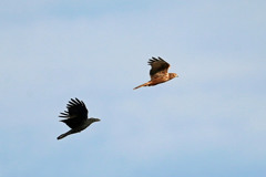 カラスVSチュウヒその3