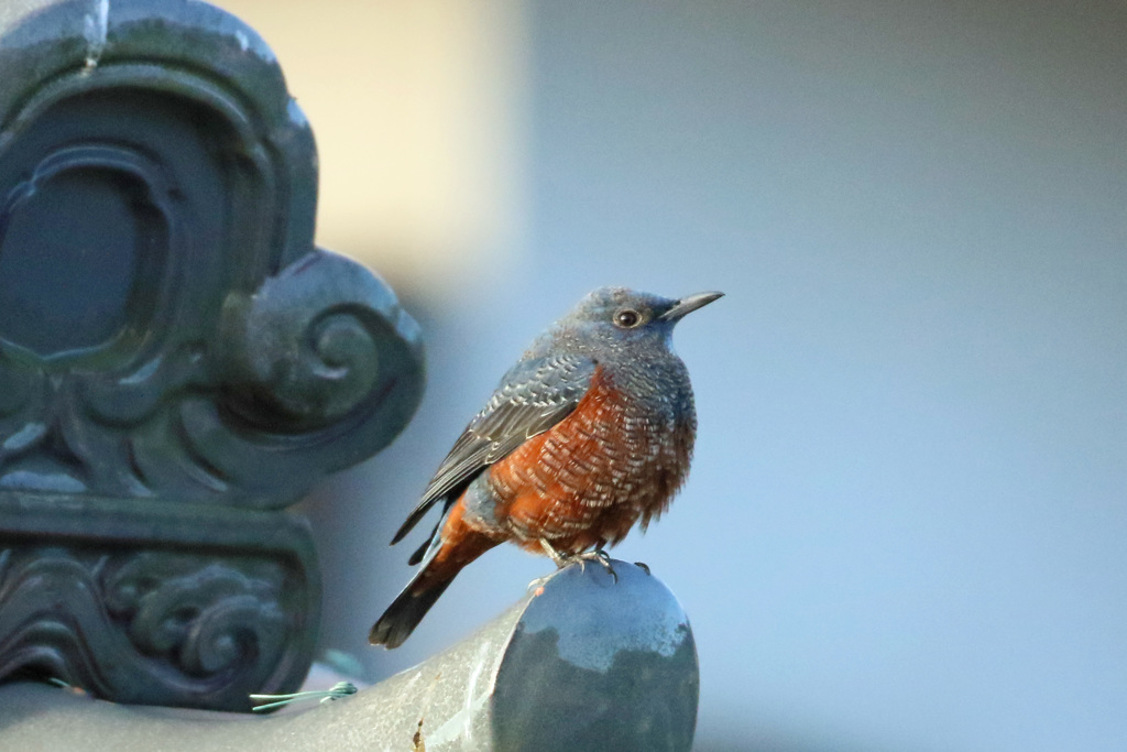 たぶんイソヒヨドリ-1