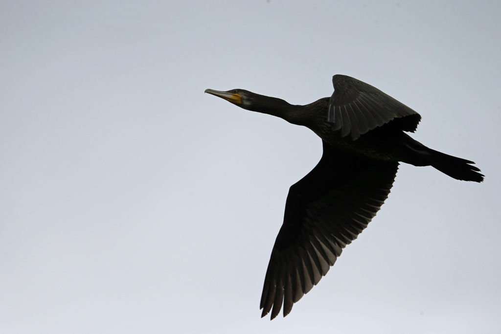 カワウアップで