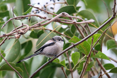 エナガ図鑑写真